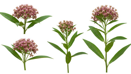Milkweed Plants isolated on transparent background