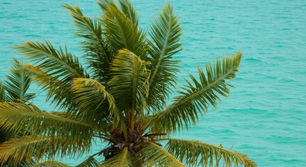 Fototapeta premium Vibrant Green Palm Tree Against Turquoise Ocean