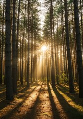 Obraz premium Sunlit Pine Forest Path at Sunrise