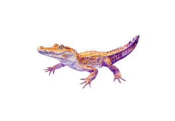 Obraz premium Crocodile on white background, soft pastel colors. 