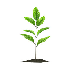 A small plant with green leaves growing out of a pile of dirt on a black isolated background view on transparent background