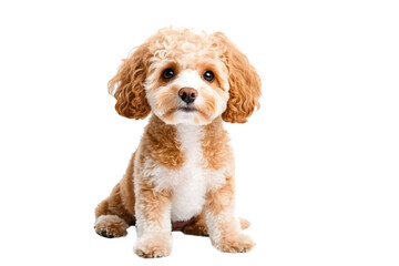 Adorable cavalier king charles spaniel puppy sitting on a white background. Ai Generated Images
