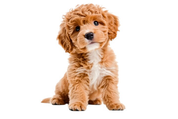 Adorable cavalier king charles spaniel puppy sitting on a white background. Ai Generated Images