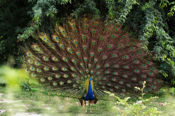 Obraz premium peacock with his feathers