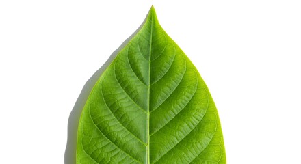 Obraz premium Detailed Closeup of a Vibrant Green Leaf with Textured Pattern Against a White Background