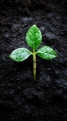 Naklejka premium A cross-shaped minimalistic three-leaved plant emerging from fertile soil, symbolizing new Christian life and spiritual growth. Ample blank space on the side allows for captions or text.