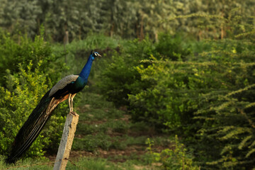 Fototapeta premium peacock in the wild