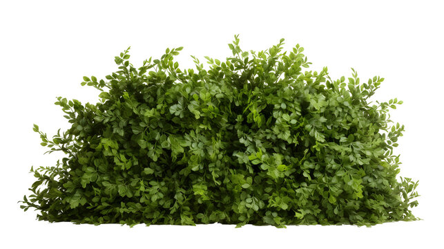 greenery transparent background png
