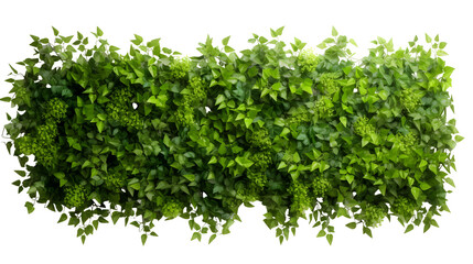 Fototapeta premium greenery transparent background png