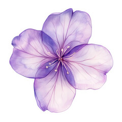 Purple watercolor flower illustration on transparent background