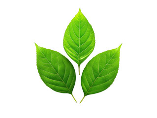 Fototapeta premium Vibrant green leaf against a dark black background, study in natural contrast and beauty