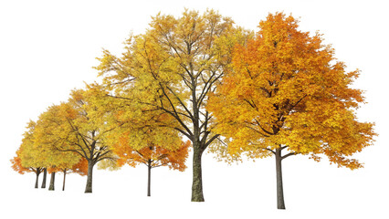 Naklejka premium Row of Vibrant Autumn Trees with Orange and Yellow Foliage on Transparent Background for Fall Landscape and Seasonal Nature Design