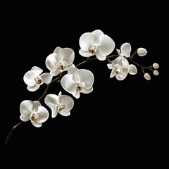 White orchid flower branch, black background.