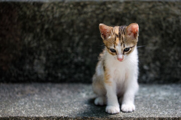 Abandoned tricolor kitten sitting alone on a concrete step outdoors
