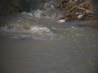 murky river in the rainy season filled with lots of garbage