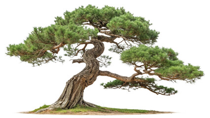 Elegant Curved Pine Tree with Textured Trunk and Full Green Needles Isolated on Transparent Background for Asian Landscape or Botanical Art