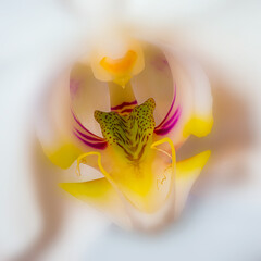  Orchidea. Storczyk.