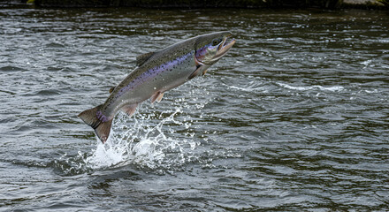 Fototapeta premium rainbow trout, trout, fish, Rainbow Trout Leaping in River