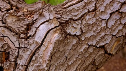 Close-up view of detailed tree bark texture in a forest environment, showcasing the natural patterns and weathered surface of a tree branch - Powered by Adobe