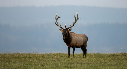 Fototapeta premium elk, bull elk, wapiti, Majestic Bull Elk in Mountain Meadow