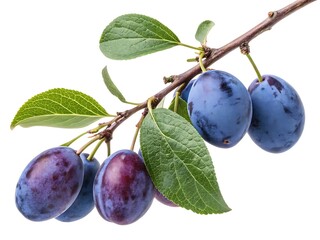 Close-up of ripe Haskap berries with deep blue-purple color on branch, isolated on white background, high-resolution, studio lighting
