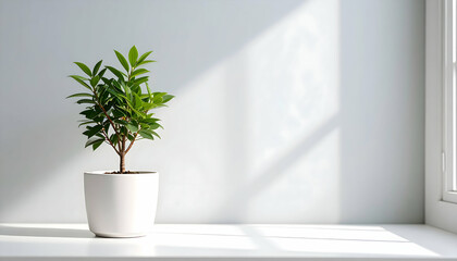 Small Green Plant in White Pot on Windowsill in Sunlight