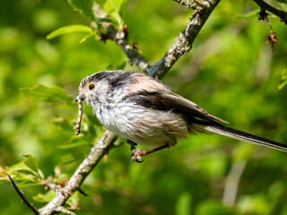 Schwanzmeise (Aegithalos caudatus)