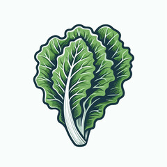lettuce vector illustration 