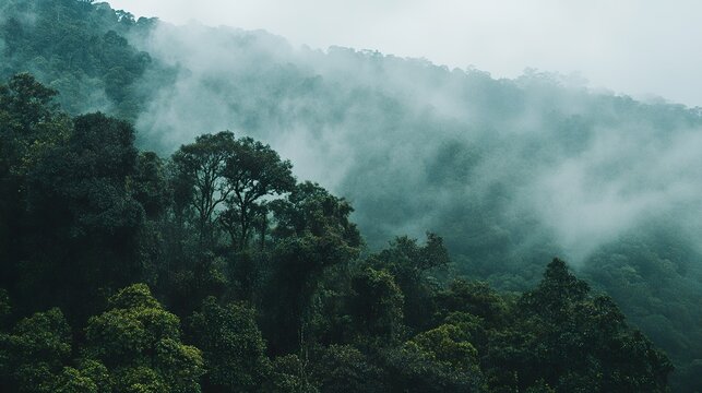 mist in the mountains