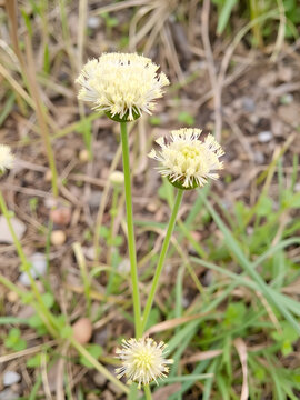 Fresh cyperus rotundus flowers on natural background.