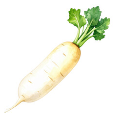 Watercolor painting of fresh white radish with green leaves showing natural texture and vibrant colors in simple and elegant style