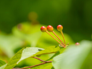 かわいらしい桜の実。さくらんぼと新緑。爽やかな風景。木漏れ日とボケた風景。