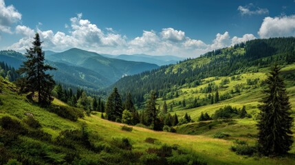 Fototapeta premium A breathtaking summer day in the Carpathian Mountains of Ukraine, where rolling green slopes meet dense coniferous forests under a radiant blue sky.
