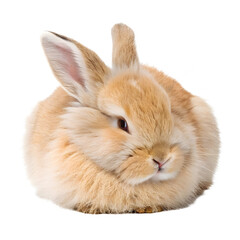 Obraz premium Fluffy Rabbit Sleeping in Curled Pose Cute Bunny Isolated on White Background