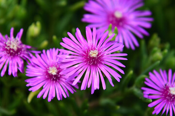 マツバギクの花
