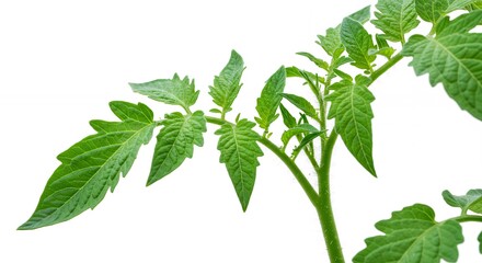 Young tomato plant growth