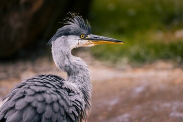 Obraz premium Close-up of a grey heron with striking yellow eyes.