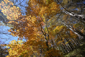 Climbing Mount Daibosatsurei, Yamanashi, Japan