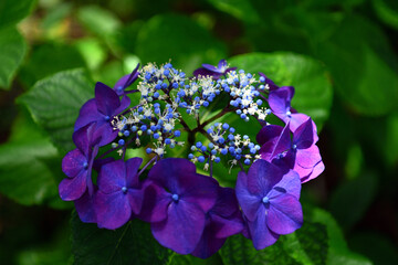 アジサイの花