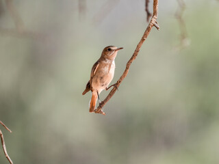 Rotschwanzschmätzer (Cercomela familiaris falkensteini)