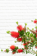 赤い花のブラシノキと白い壁