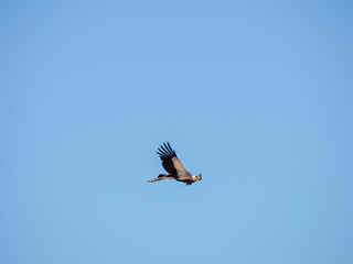 Sekretär (Sagittarius serpentarius)