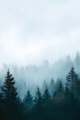 Misty Pine Forest in Cool Tones
