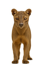 Front view of a fossa standing alert