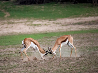 Springbock (Antidorcas marsupialis)