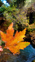 Hand Holding Bright Autumn Maple Leaf Near Small Blue Waterfall Scenic Nature Israel