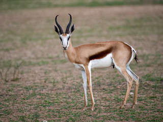 Springbock (Antidorcas marsupialis)