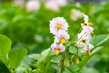 畑で美しく咲くジャガイモの花*