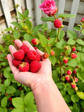 Hand picked freshly raspberries in garden