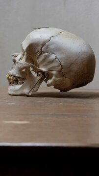 Anatomical skull model on a wooden table demonstrating human skeletal structure and teeth in side profile for educational use.